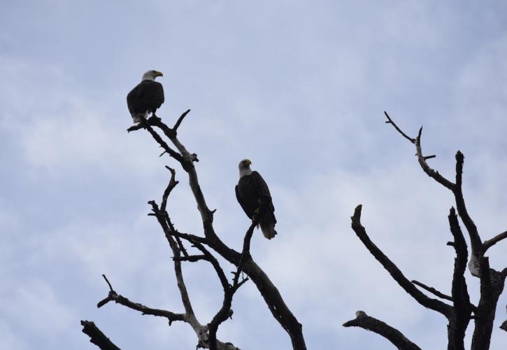Pair of eagles perched on tree branches