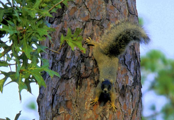 Fox squirrel climbing down pine tree