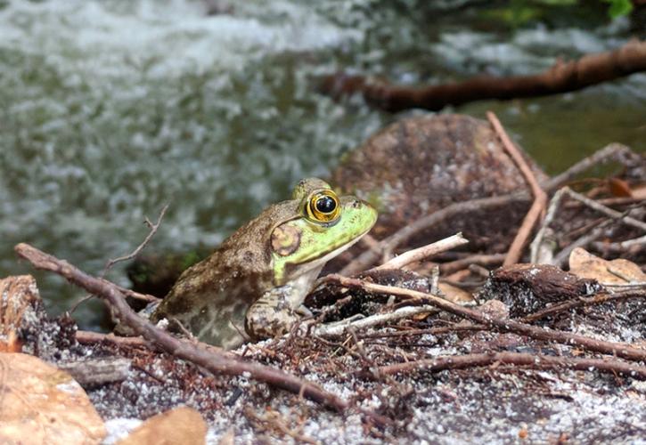 a green frog sits on branches on the banks of a river