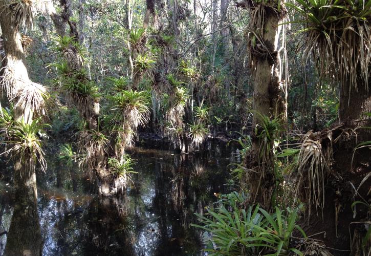 A view of the swamp in Fakahatchee Strand Preserve State Park.