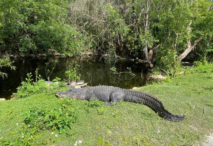 An alligator in Fakahatchee Strand Preserve State Park. 