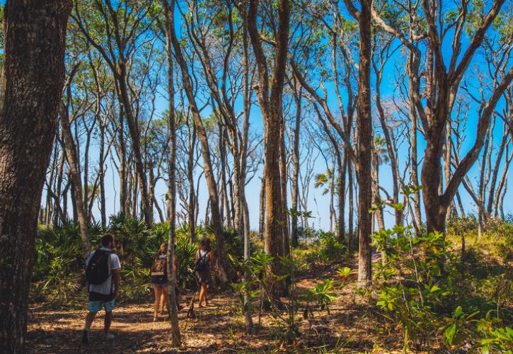 three people hike through beach hammock habitat and trees