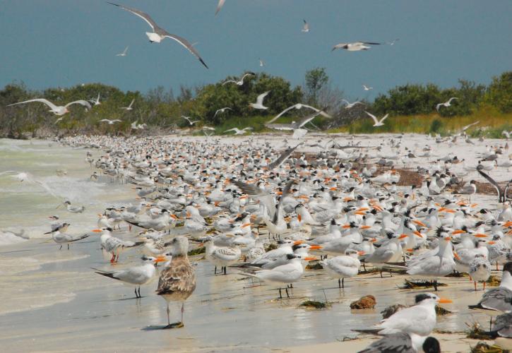 Egmont Key State Park