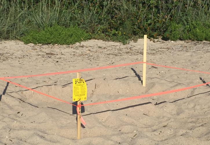 Loggerhead nest marked at Sebastian Inlet