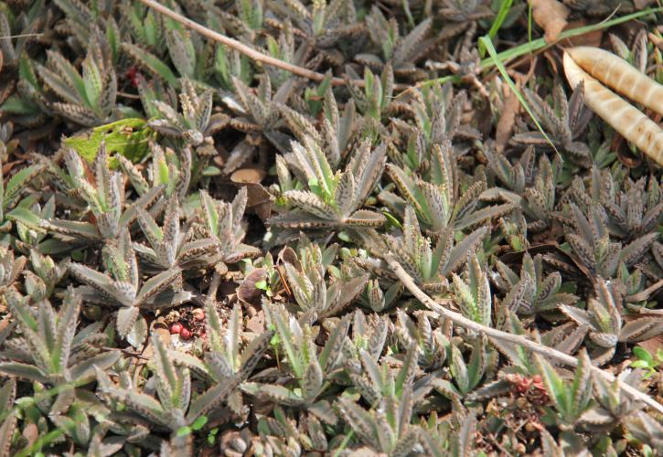 A view of some green foliage on the ground.