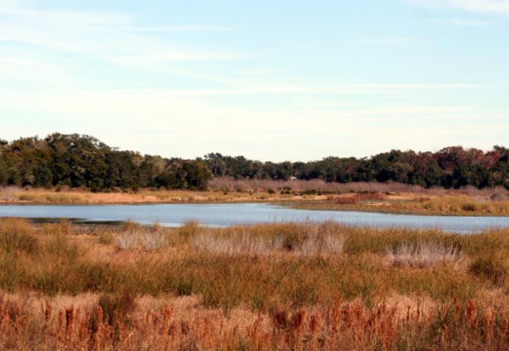 a large lake lies behind a sea of amber grasses, with trees on the far shore