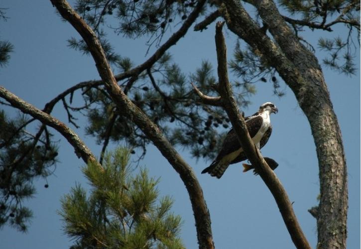 a white and grey osprey sits at the top of a tall pine tree with a fish in it's talons