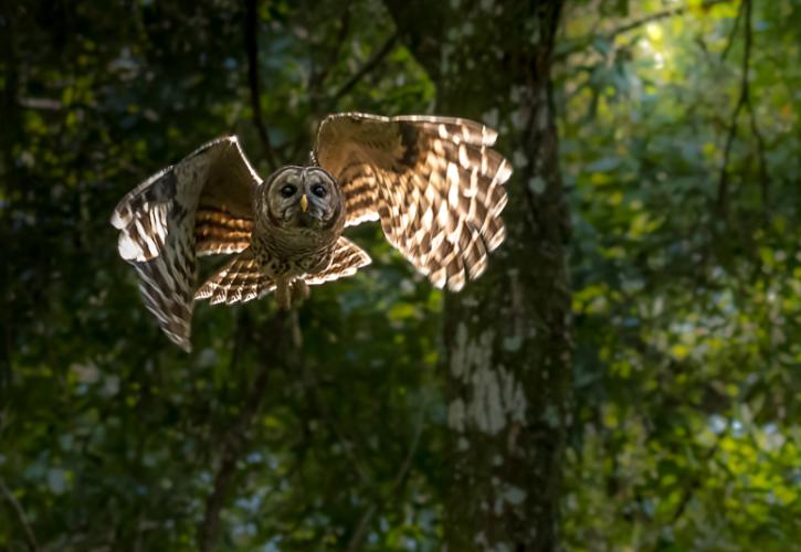 a barred owl flies through the sunlight, looking up.