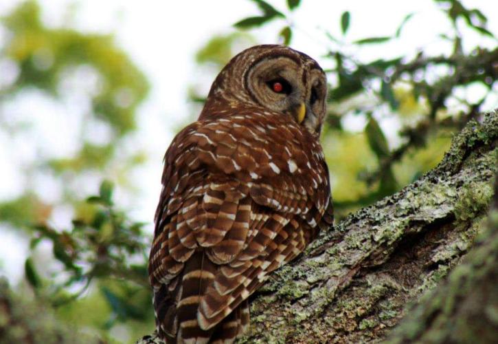 Owl perched on a branch. 