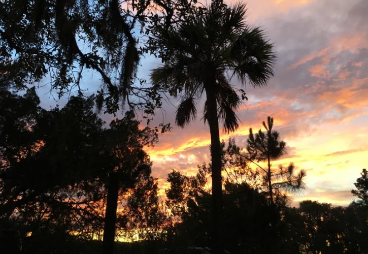 palm and pine trees are outlined by a colorful sunset
