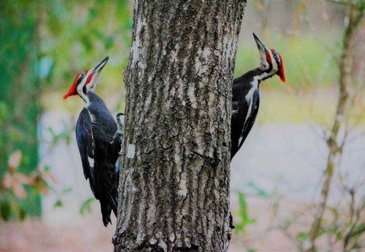 Image of two pileated woodpeckers perched on either side of an oak tree with bright red crests and black and white feathers.