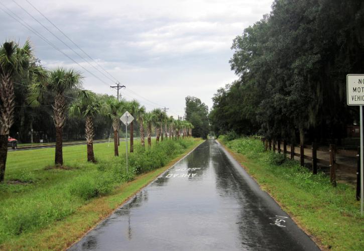 a wet paved path next to palm trees