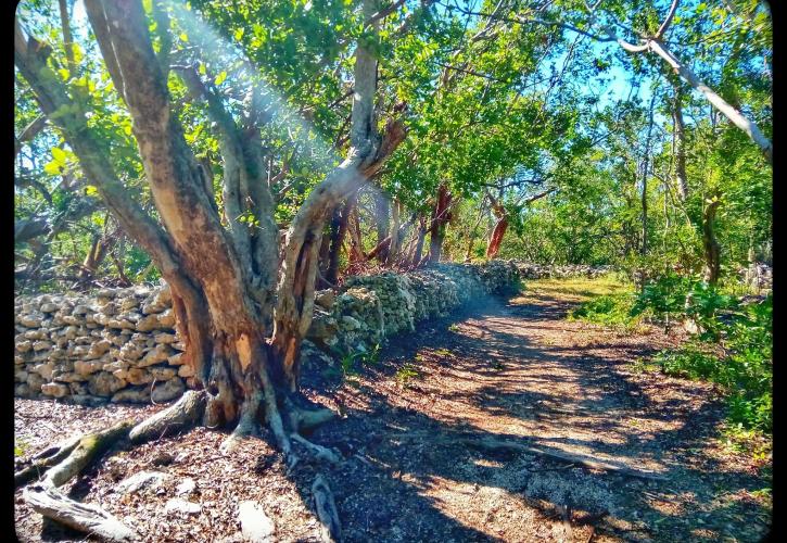 Rock Wall at Lignumvitae Key Botanical State Park