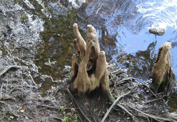 a twisted cypress root sticks out of the mud