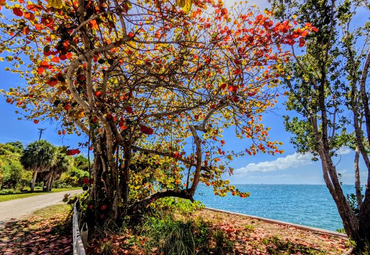 An image of Bill Baggs State Park 