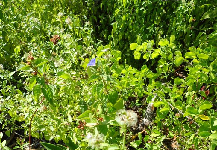 the imperiled sky blue morning glory (Jacquemontia pentanthos)