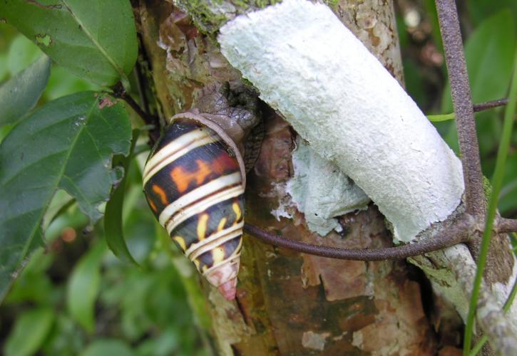 Liguus tree snail in a Seminole Indian pattern on a tree in the hammock