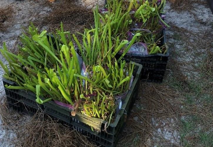 Atlanta Botanical Garden staff planting yellow pitcher plants in documented wet prairie sites at Deer Lake State Park.