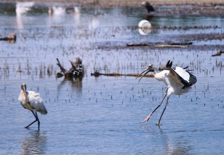 a stork comes in to land in a large group of birds