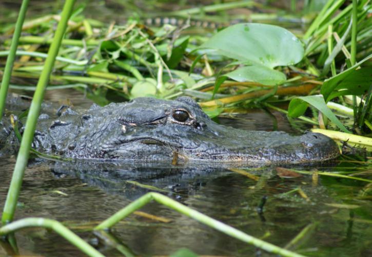 Image of an alligator's partially submerged head at suwannee river state park.