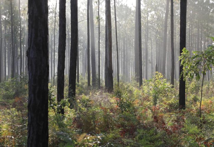 Image of dark pine tree trunks standing out in the mist at suwannee river state park.