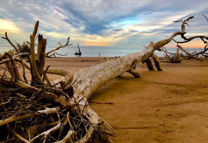 a giant dead tree lies with roots exposed on the beach