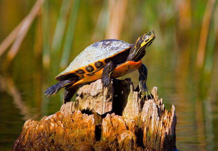 A brightly yellow-striped turtle perches precariously in the middle of the water on a wood stump.