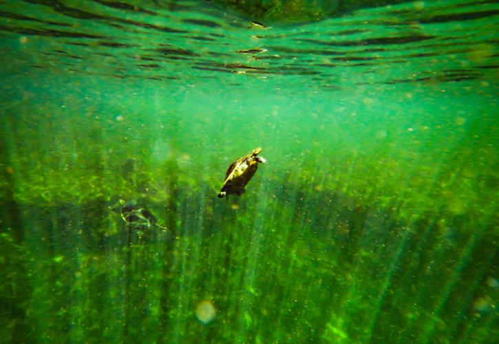 a turtle swims upwards through clear green water