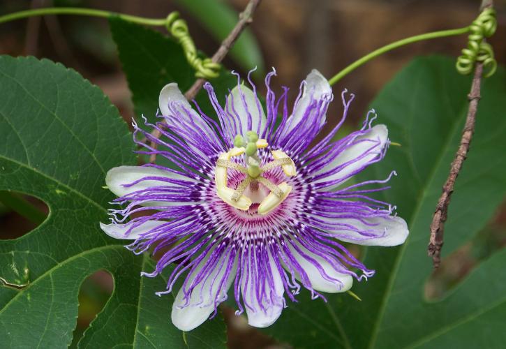 Wildflower at Blackwater Heritage State Trail