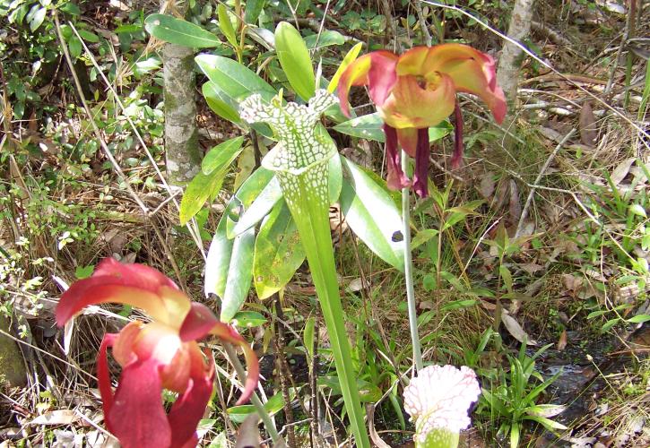 Wildflower at Blackwater Heritage State Trail