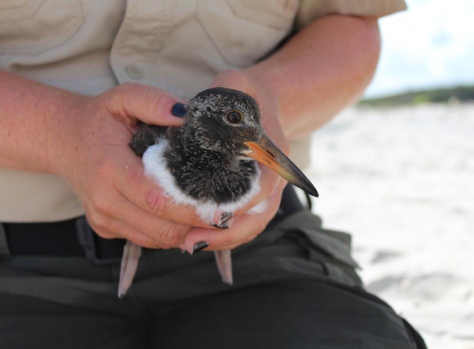 This American oystercatcher has been caught and is ready for banding.