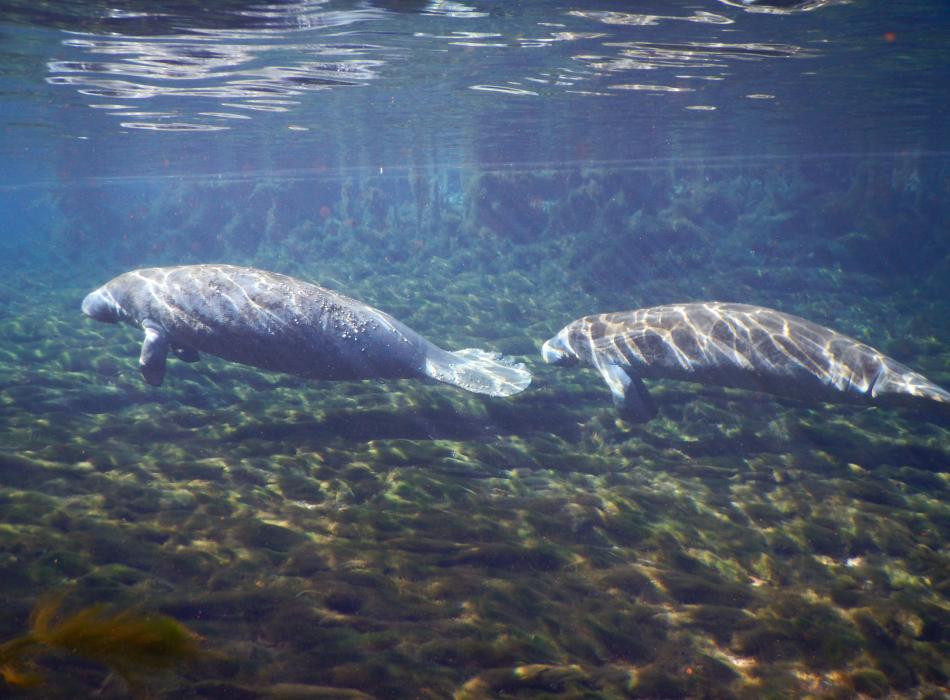 Two manatees swimming in the spring at Manatee Springs State Park.