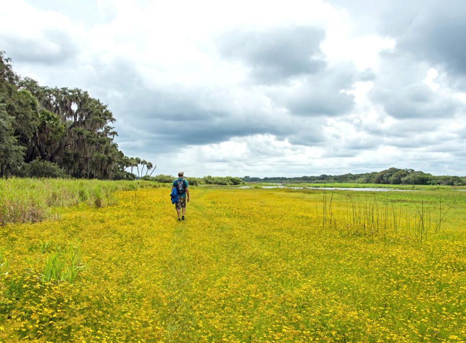 A man hikes at Myakka River State Park surrounded by yellow wildflowers.