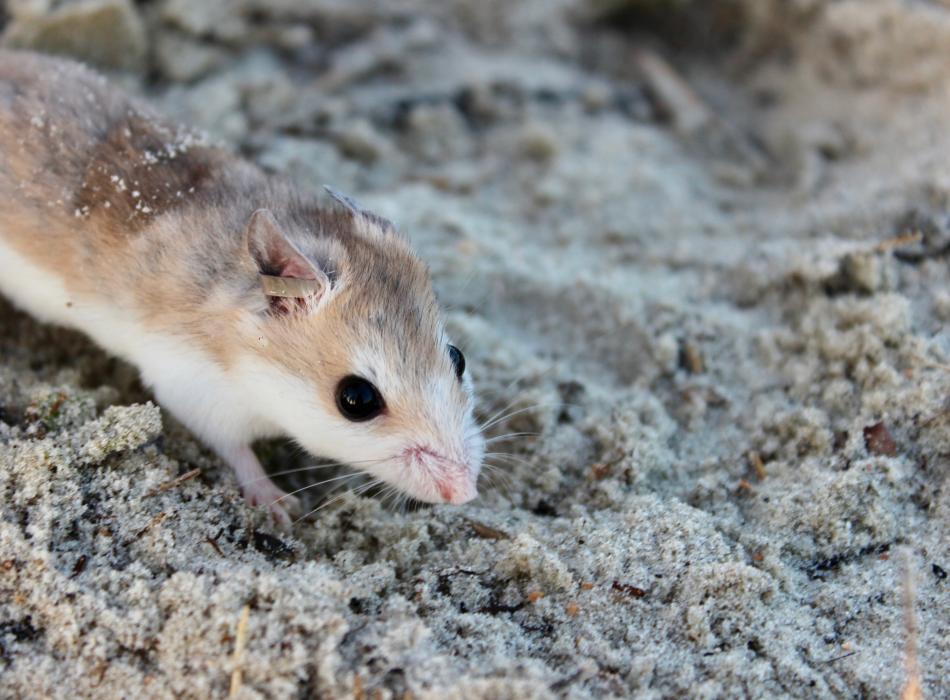 Anastasia beach mouse climbing the dunes at Anastasia State Park.