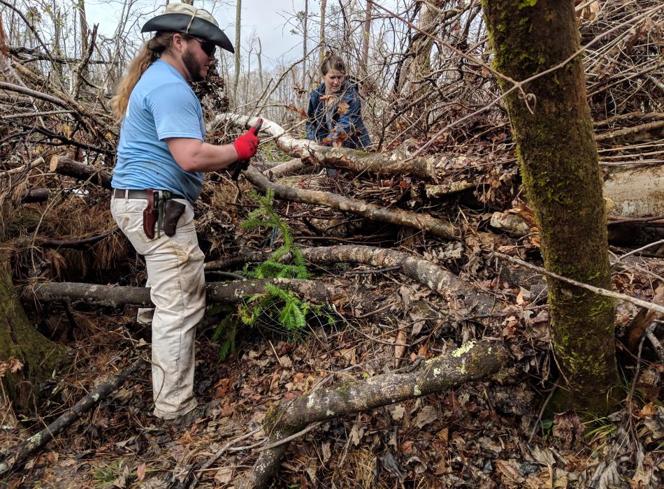 Two Volunteers from Atlanta Botanical Gardens remove Hurricane Michael debris from a Torreya tree