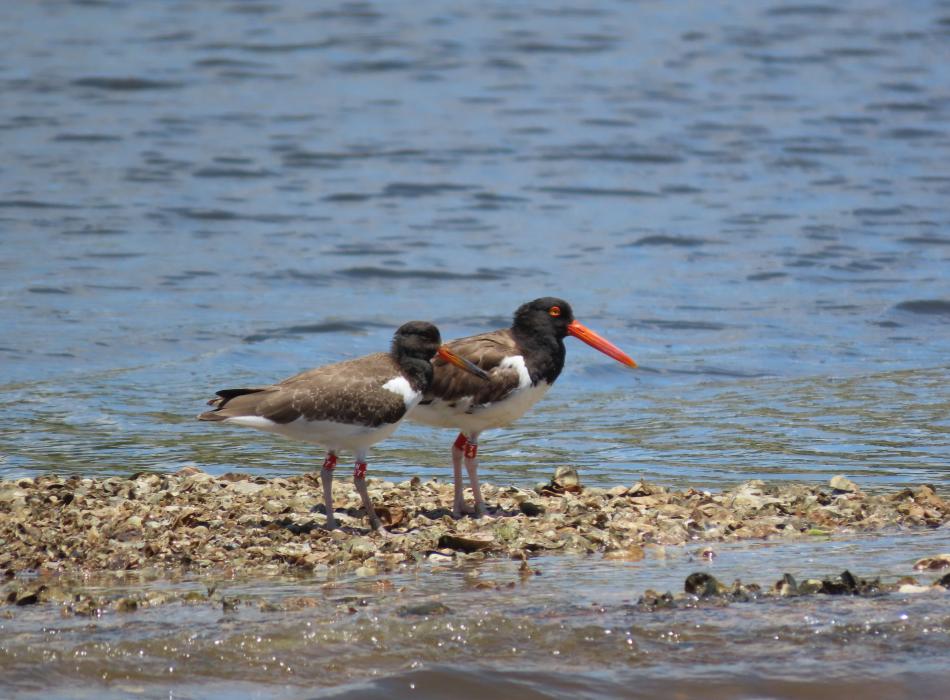 American oystercatcher (juvenile red W97) with its mother (red 74).