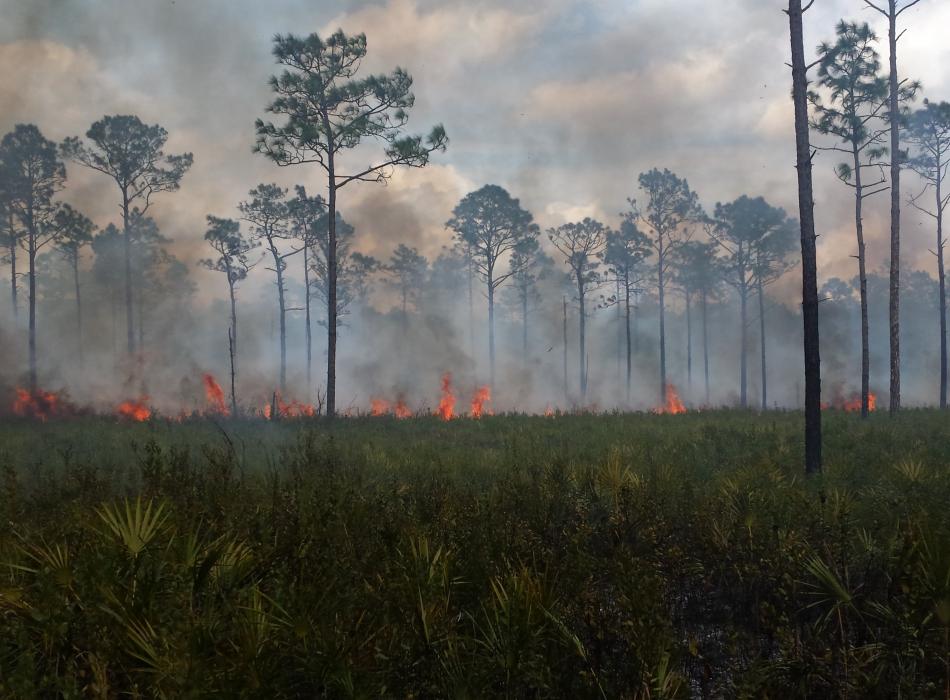 Prescribed Fire at Dunns Creek