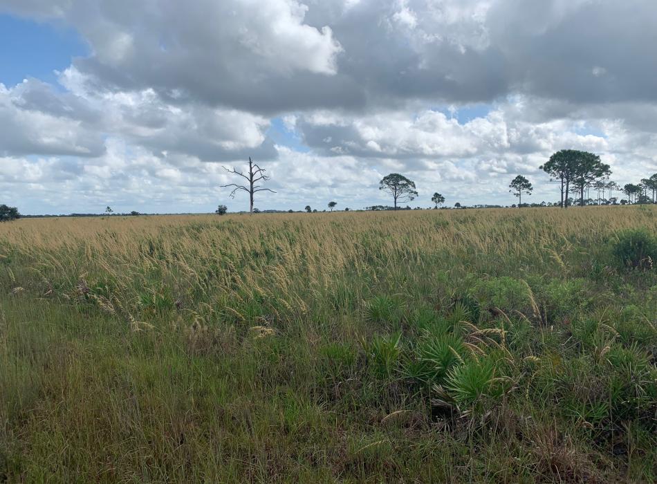 Lopsided Indian grass at Myakka River State Park.