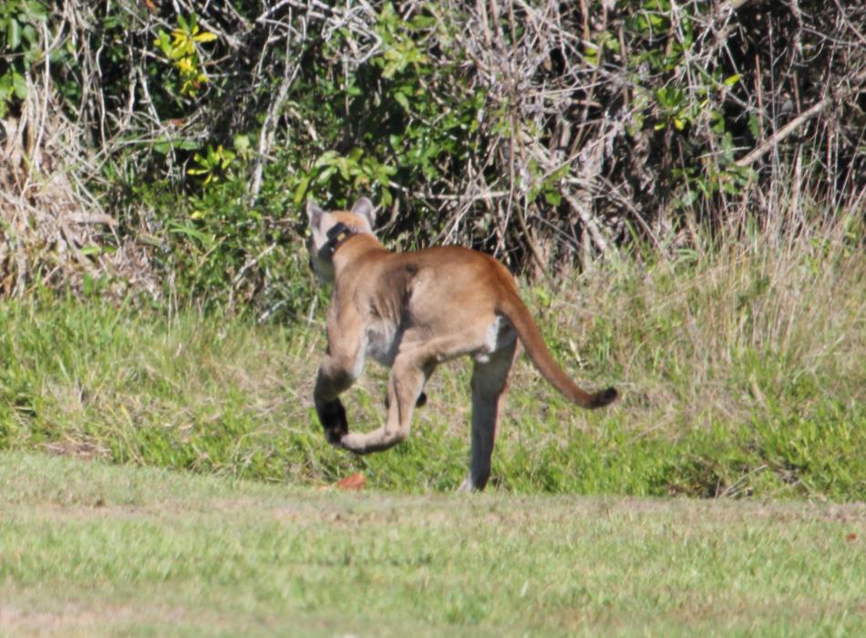 This big cat was photographed running near the boat basin at Collier-Seminole State Park.