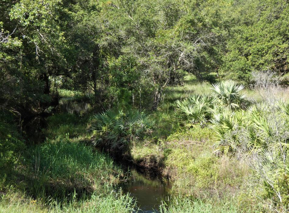 A creek flows beneath the tropical landscape.