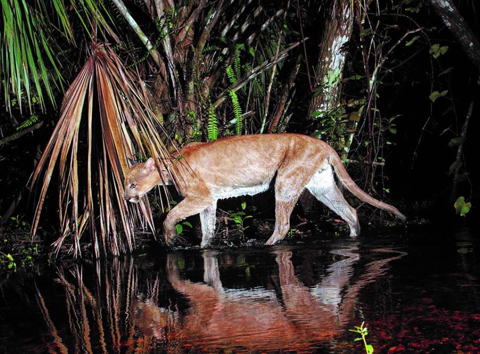 Florida Panther