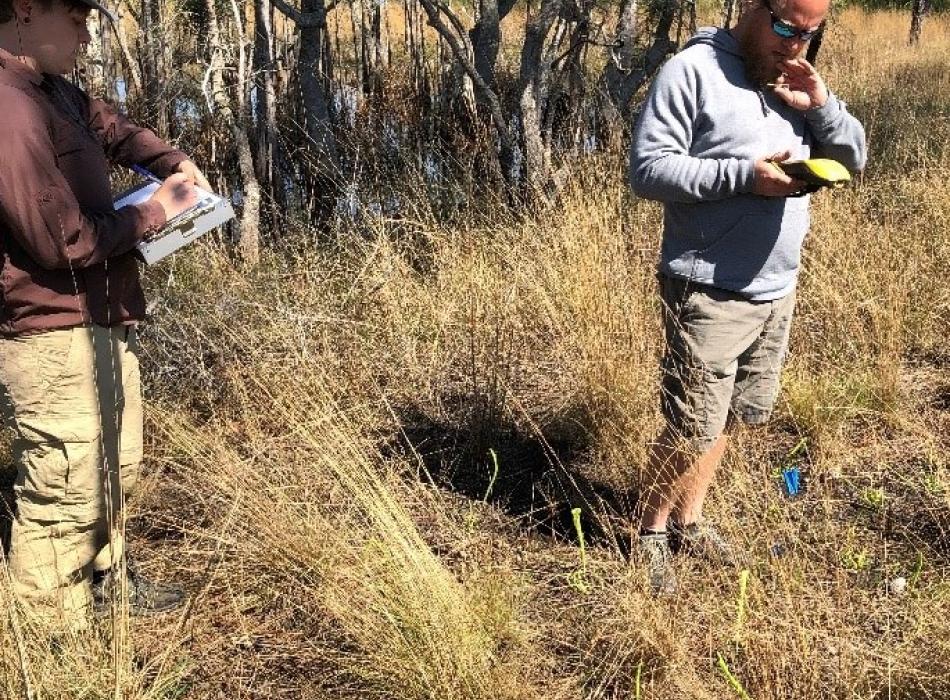 Atlanta Botanical Garden staff planting yellow pitcher plants in documented wet prairie sites at Deer Lake State Park.