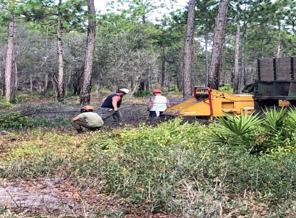 Cutting and chipping titi trees by hand