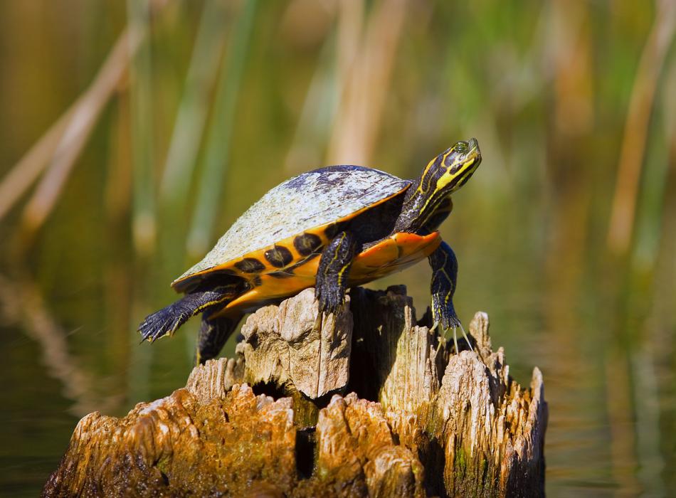 A turtle resting on a stump.
