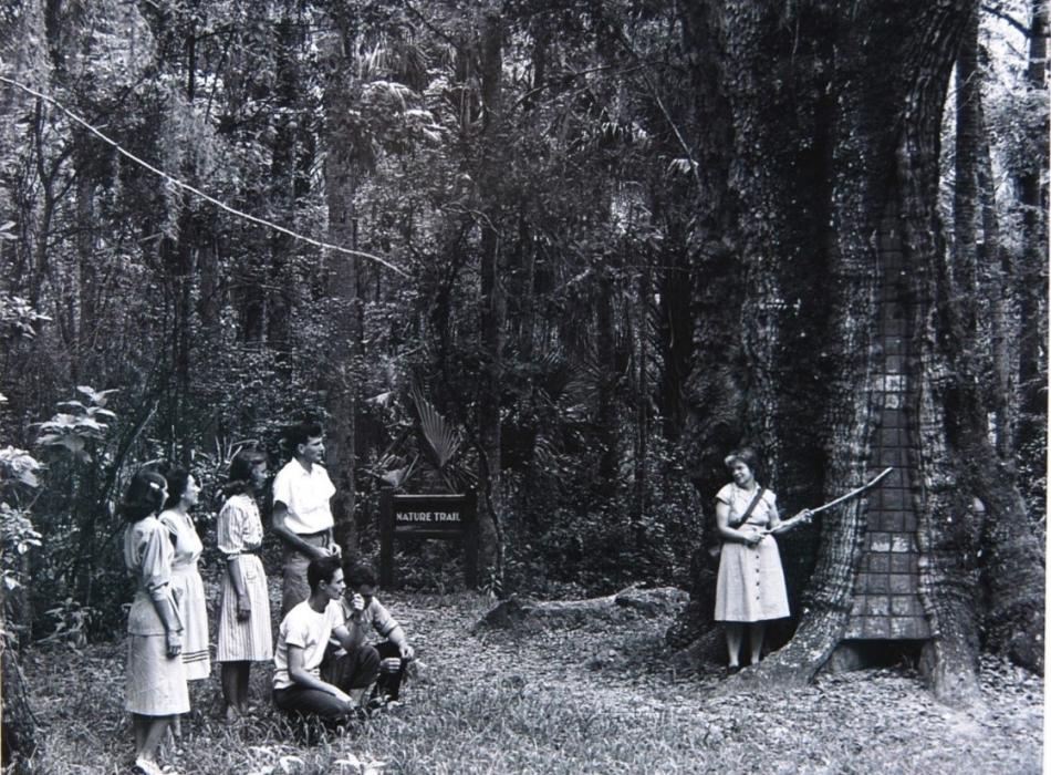 Carol Beck, who advanced public understanding and appreciation of Highlands Hammock through interpretation, provides information about the big oak at Richard Lieber Memorial Trail and the tree surgery undertaken in 1930.