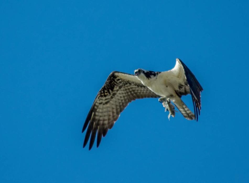 An osprey flies through a blue sky with a fish in it's talons