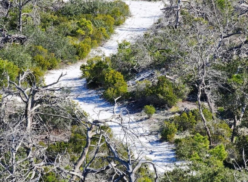 Sandy path through the wild