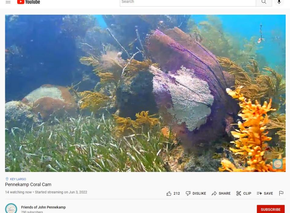 A look at the coral cam on YouTube.