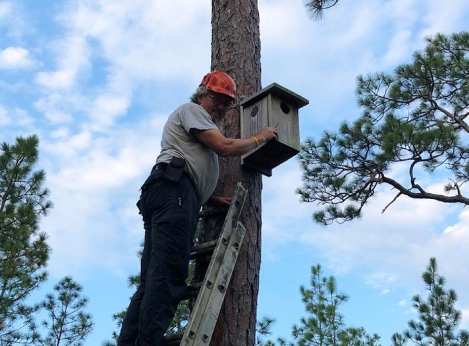 A man in a hard hat perches on a ladder leaned against a pine tree, checking a wooden bird box.